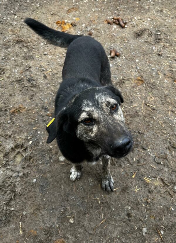 SICCO (♂) – Bild 4