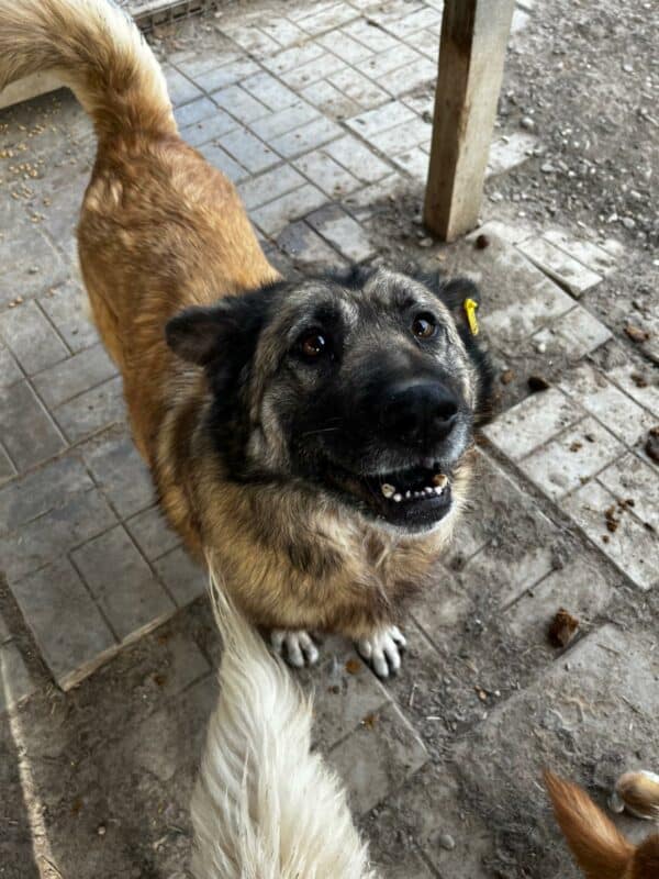 BELLINA (♀) – Bild 3