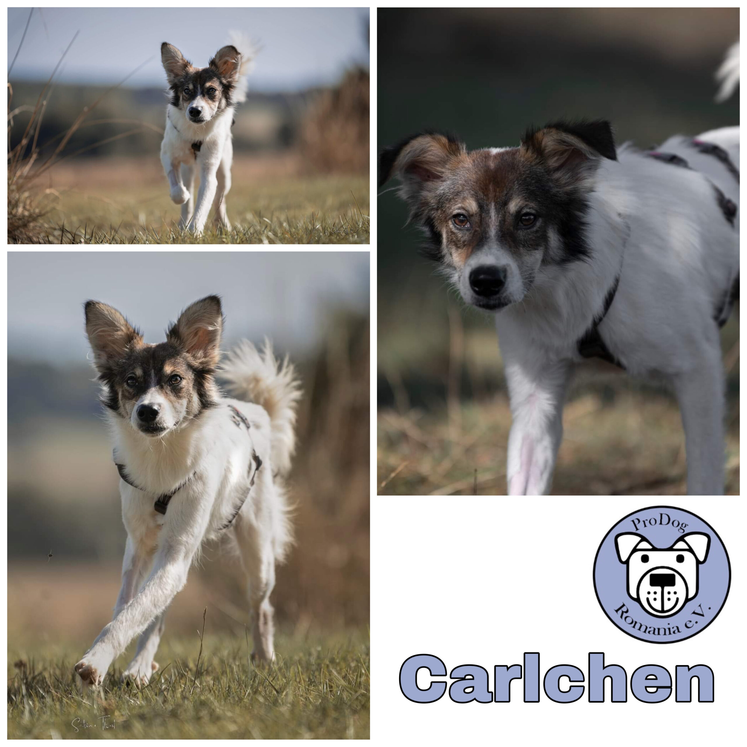 Carlchen in 57632 Ziegenhain - vermittelt -