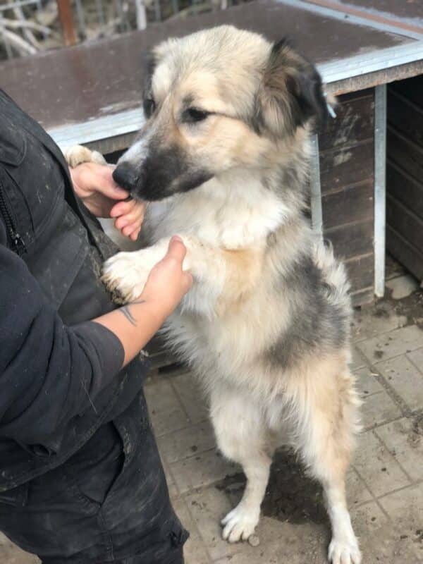 HUCKLEBERRY - reserviert Manuela - vermittelt – Bild 3