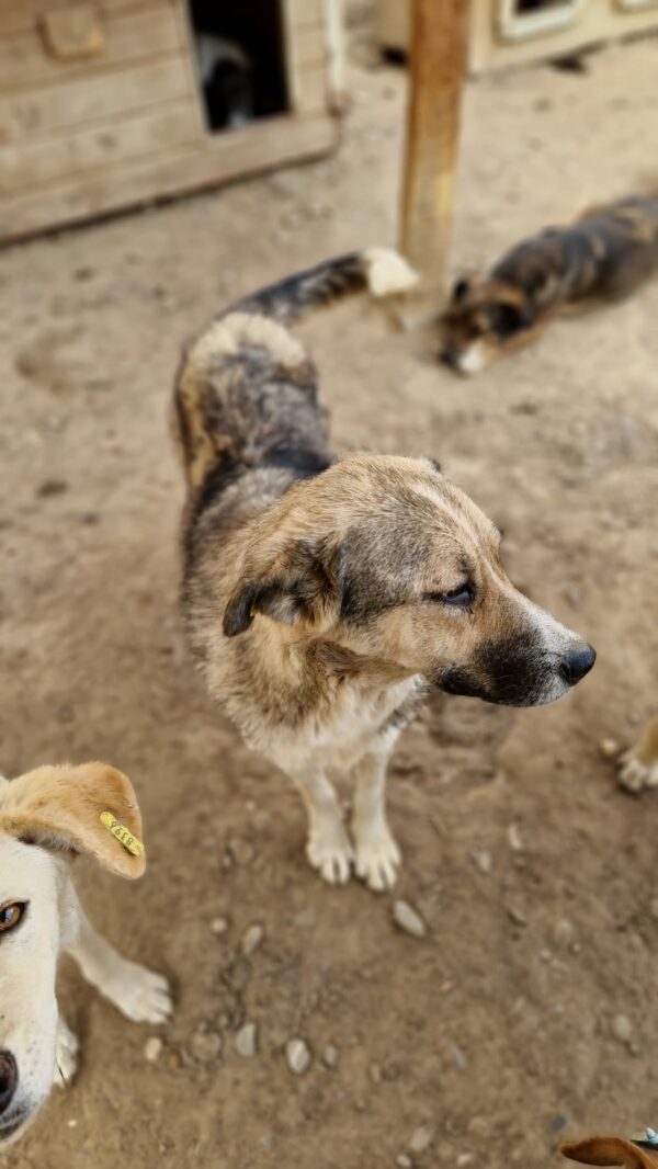 ROSINA (♀) - reserviert Tierhilfe Lebenswert DR (NZ 05.01.) – Bild 7