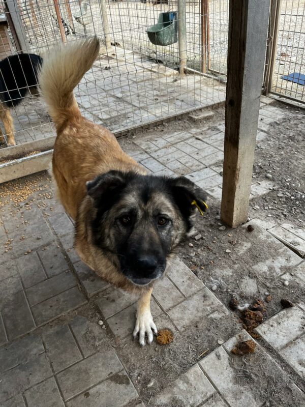 BELLINA (♀) – Bild 4