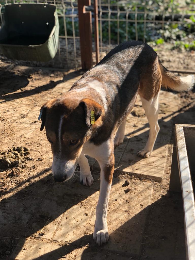 PEBBLES - vermisst 11/24 – Bild 12