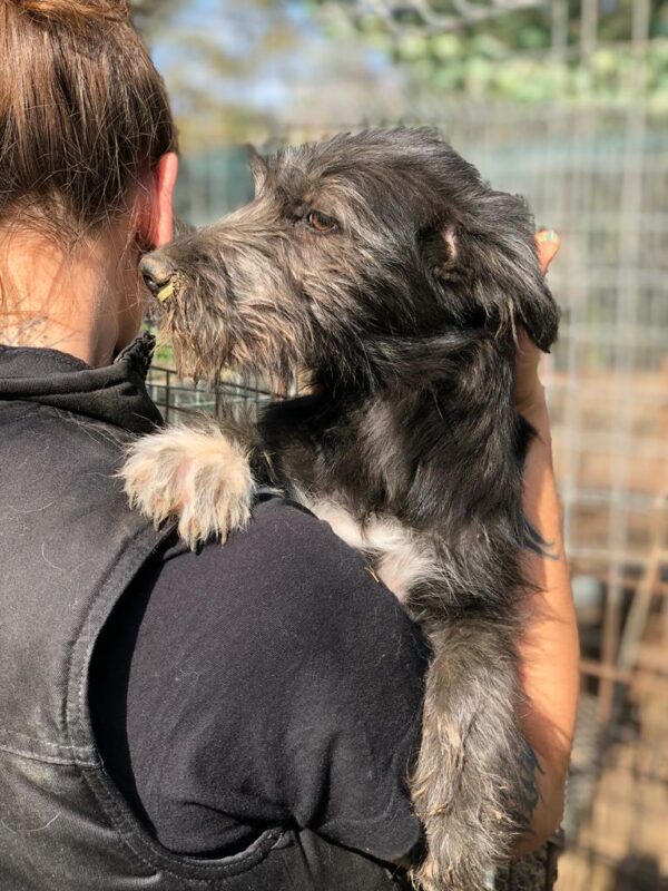 BABUSCHKA - reserviert CD - vermittelt – Bild 4