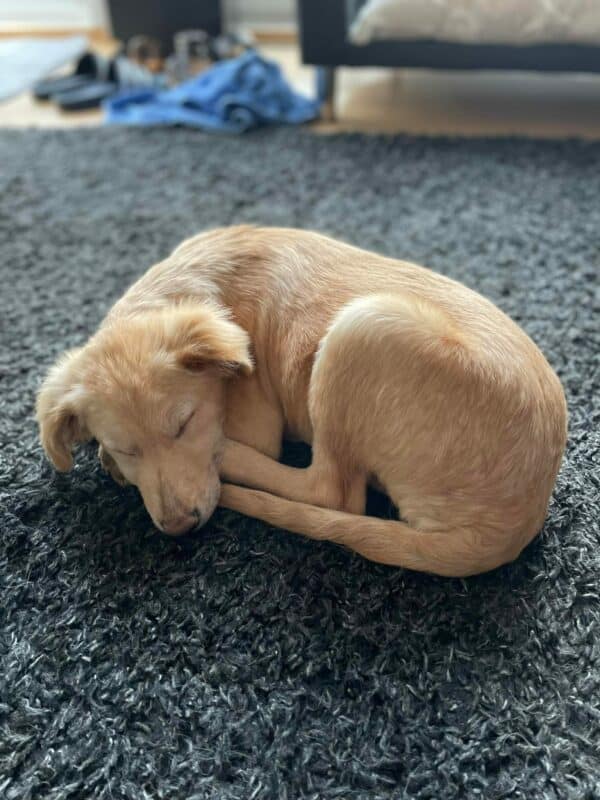 Mollie (*Hope) in 35469 Allendorf (Lumda) *vermittelt* – Bild 2