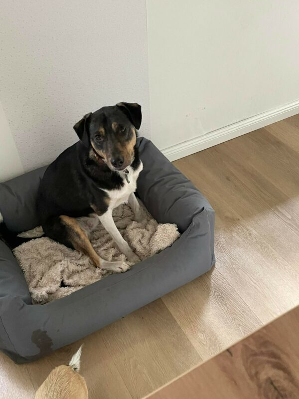Merve (♀) in 26810 Westoverledingen – Bild 10