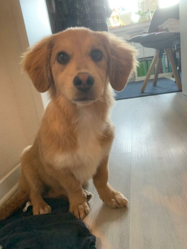 Tiffy in 49084 Osnabrück *vermittelt* – Bild 11