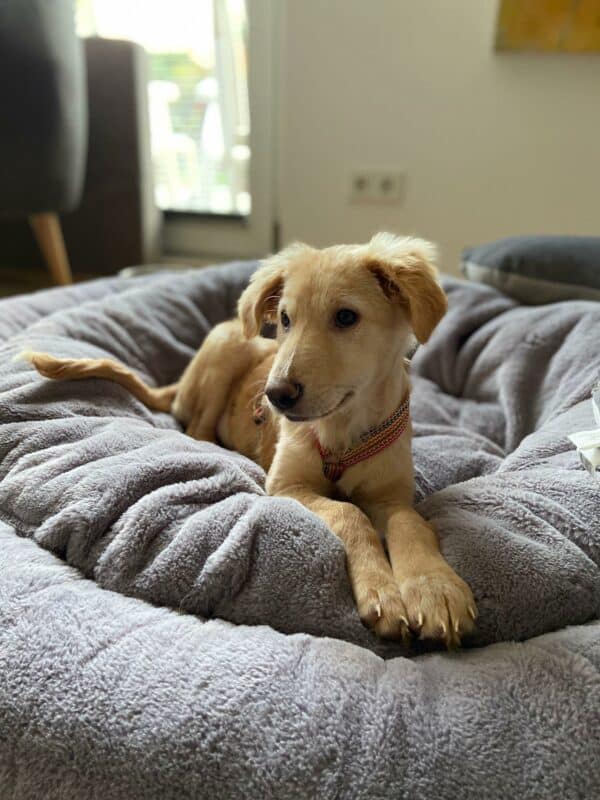 Mollie (*Hope) in 35469 Allendorf (Lumda) *vermittelt* – Bild 10