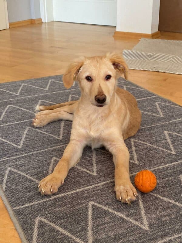 Mollie (*Hope) in 35469 Allendorf (Lumda) *vermittelt* – Bild 9