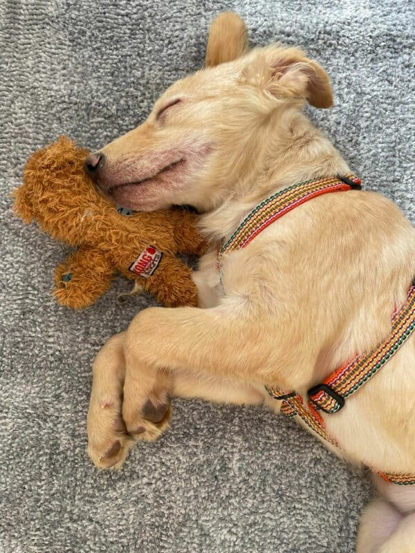 Mollie (*Hope) in 35469 Allendorf (Lumda) *vermittelt* – Bild 6