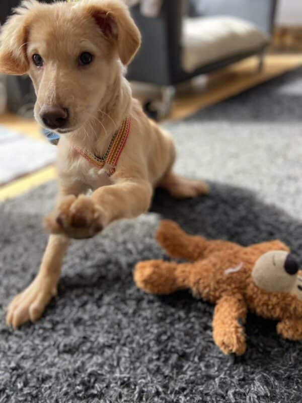 Mollie (*Hope) in 35469 Allendorf (Lumda) *vermittelt* – Bild 5