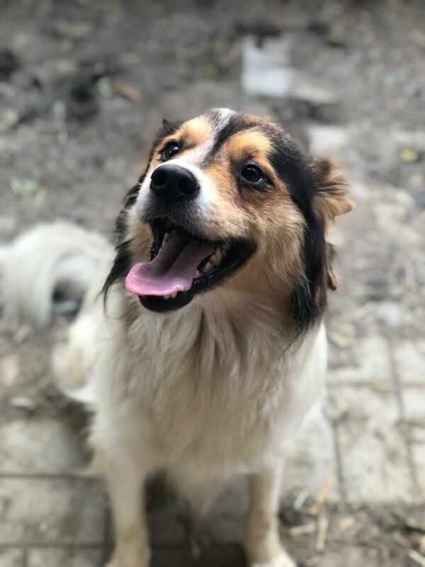 PEPPER - auf Pflegestelle in PLZ 1 *vermittelt* – Bild 4