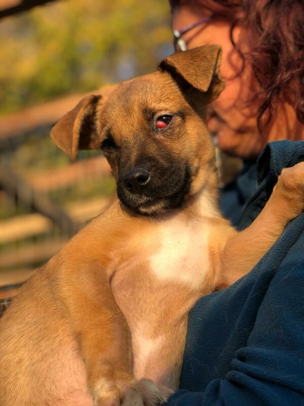 TANE - Notfall (durchtrittig + Cherry Eye) - reserviert TH Burgdorf vermittelt