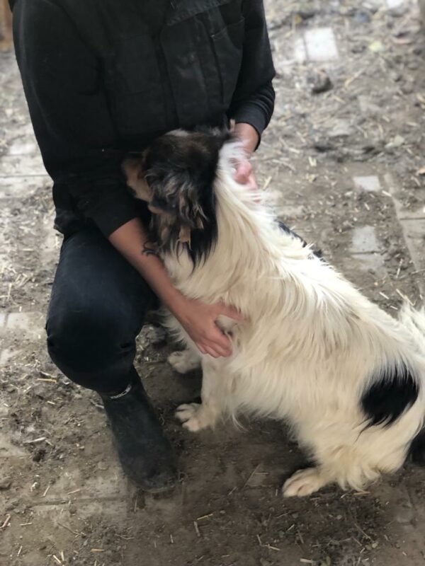 PEPPER - auf Pflegestelle in PLZ 1 *vermittelt* – Bild 5