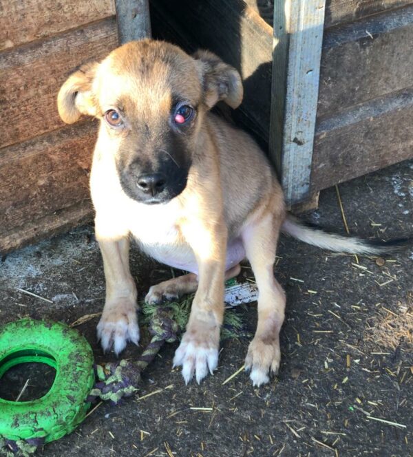 TANE - Notfall (durchtrittig + Cherry Eye) - reserviert TH Burgdorf vermittelt – Bild 2
