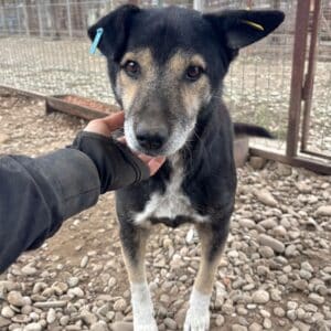 MEDO (♂) - seit 2022 im Shelter