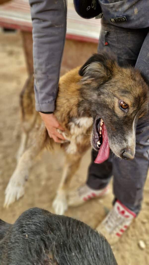 SANYA (♀) – Bild 4