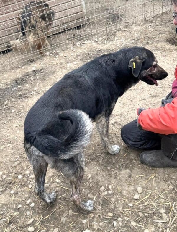 SICCO (♂) – Bild 3