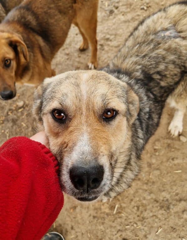 ROSINA (♀) - reserviert Tierhilfe Lebenswert DR (NZ 05.01.)