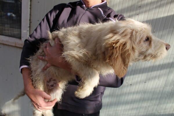 FEENEY - in Klinik 01/23 - reserviert Hundescheune Fläming - vermittelt – Bild 2
