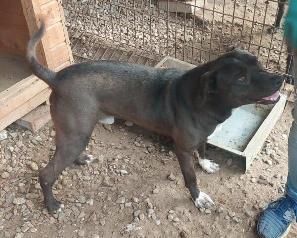 BULLIE (♂) (DNA Test erfolgt) – Bild 4