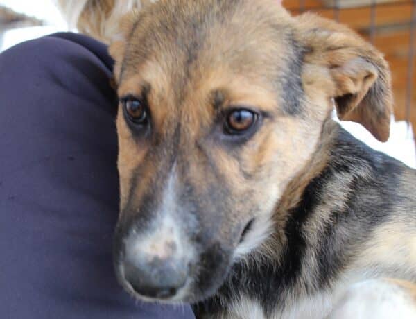 SAPHIRA - reserviert Alexandra - vermittelt – Bild 3