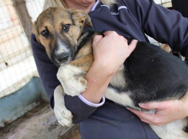 SAPHIRA - reserviert Alexandra - vermittelt – Bild 2