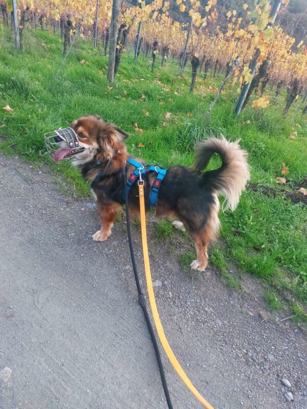 Pepito in 99636 Ostramondra - vermittelt – Bild 3