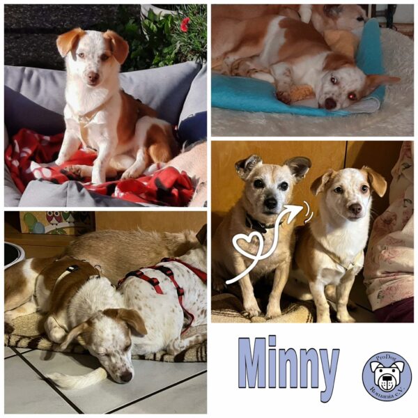 Minny in 75417 Mühlacker *vermittelt*