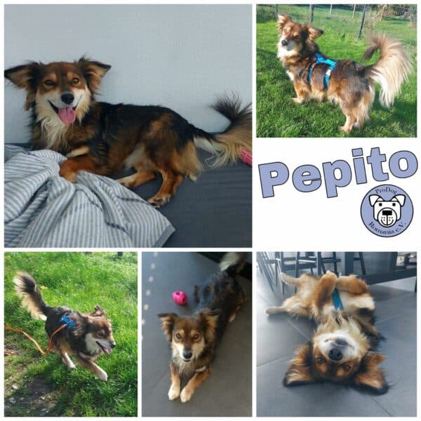 Pepito in 99636 Ostramondra - vermittelt