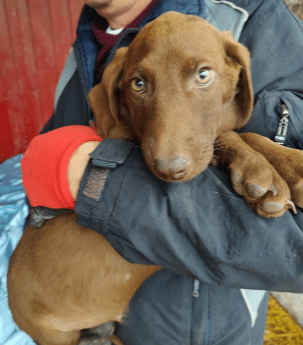 RUBIE - auf Pflegestelle in PLZ 3 *vermittelt*