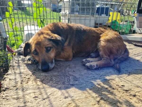 BEAR - auf Pflegestelle in PLZ 45 *vermittelt* – Bild 2