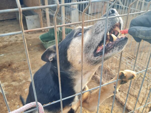 LANDO - RBB 02/25 – Bild 6
