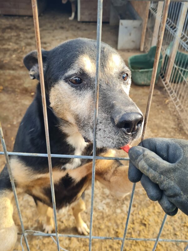 LANDO - RBB 02/25 – Bild 8