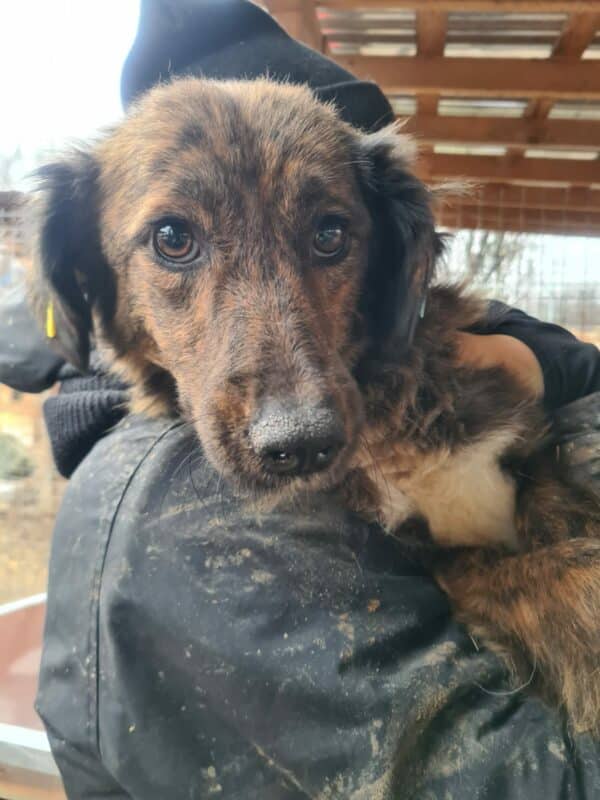 LIANNA - viel zu dünn - reserviert für NOAH Menschen für Tiere - vermittelt