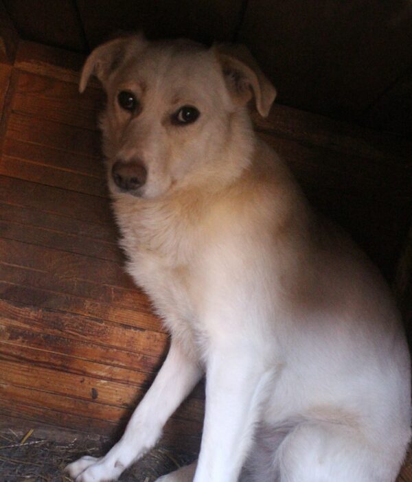 MISS ELLIE (♀) – Bild 7