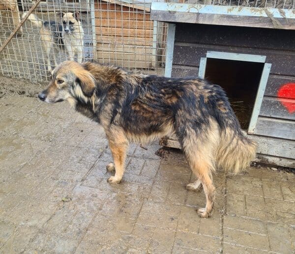 ELVINA (♀) – Bild 5