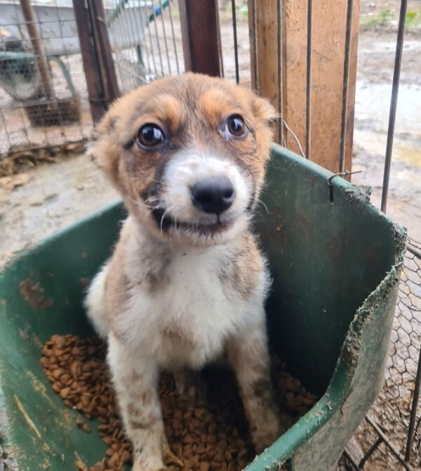FOXI - reserviert TH Limburg - vermittelt – Bild 2