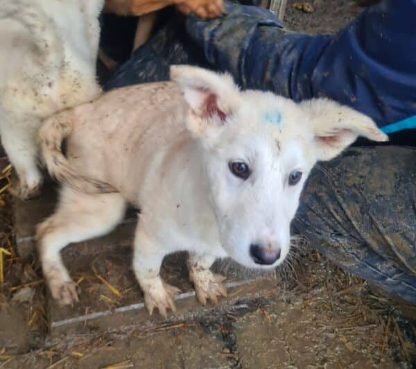 MICKY - reserviert TH Limburg - vermittelt – Bild 3