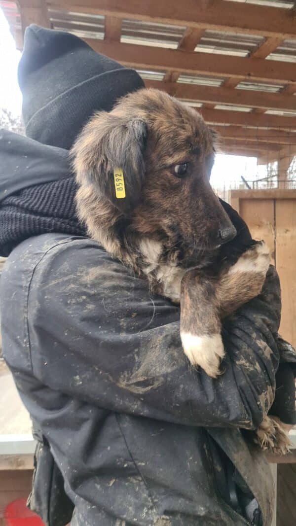 LIANNA - viel zu dünn - reserviert für NOAH Menschen für Tiere - vermittelt – Bild 3