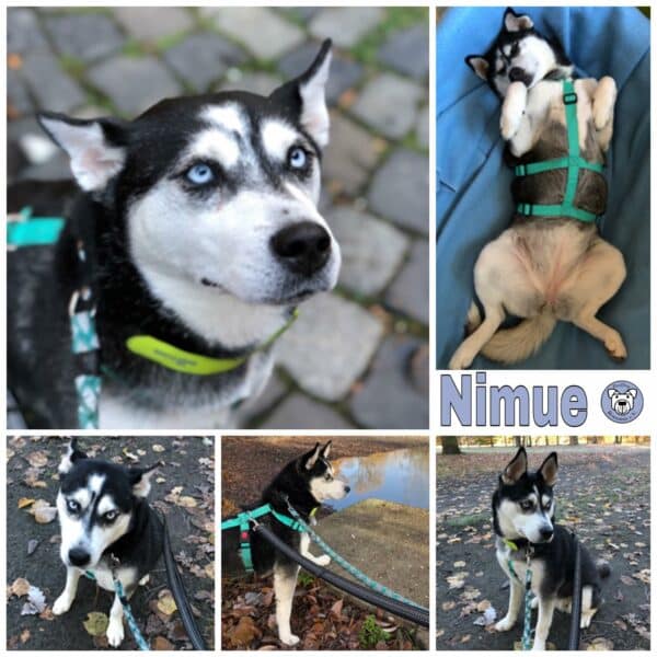 Nimue in 38104 Braunschweig *vermittelt*