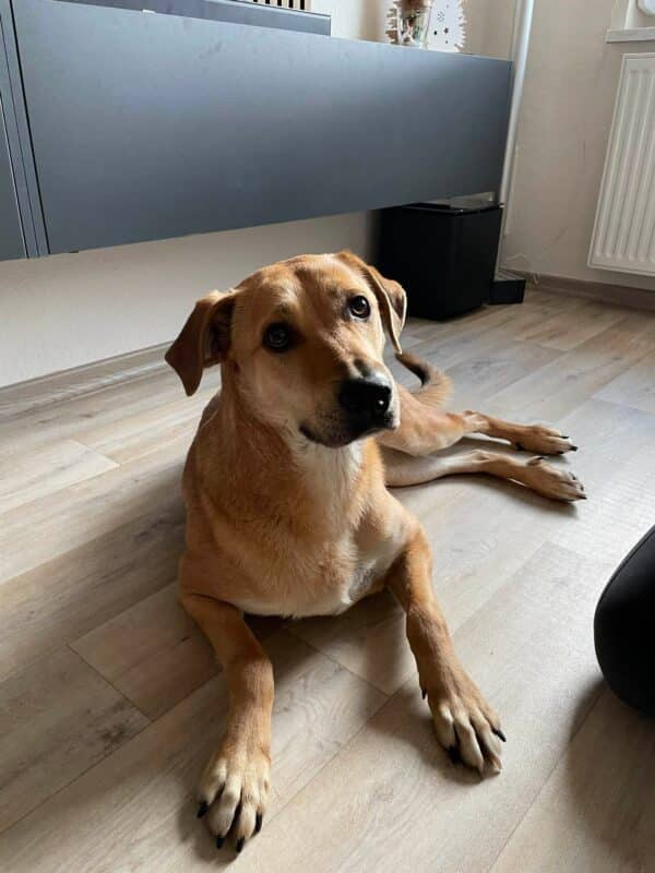 Inara in 08058 Zwickau *vermittelt* – Bild 6