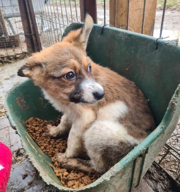 FOXI - reserviert TH Limburg - vermittelt – Bild 4