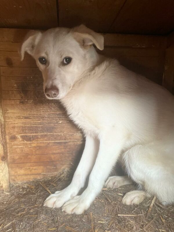 MISS ELLIE (♀) – Bild 6