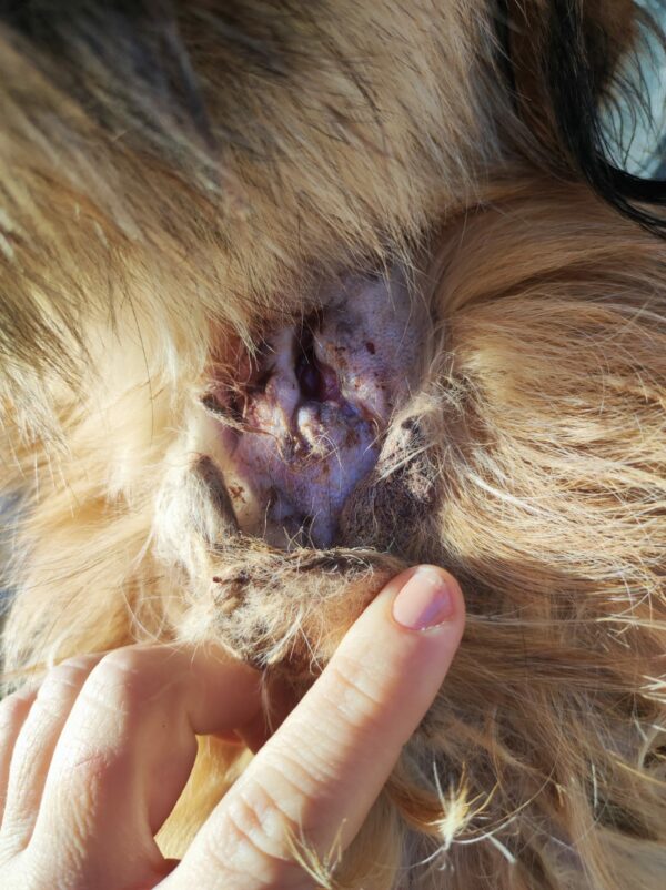 ALLY - auf Pflegestelle in PLZ 2 *vermittelt* – Bild 5