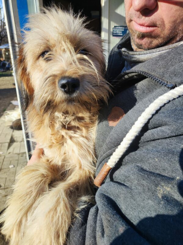 ALLY - auf Pflegestelle in PLZ 2 *vermittelt* – Bild 2