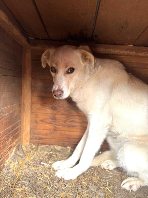 MISS ELLIE (♀) – Bild 2