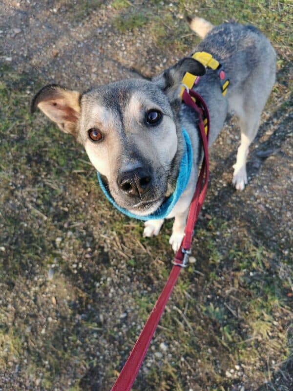 Asha in 18311 Ribnitz Damgarten *vermittelt* – Bild 17