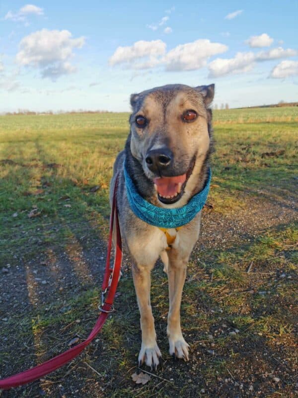 Asha in 18311 Ribnitz Damgarten *vermittelt* – Bild 11