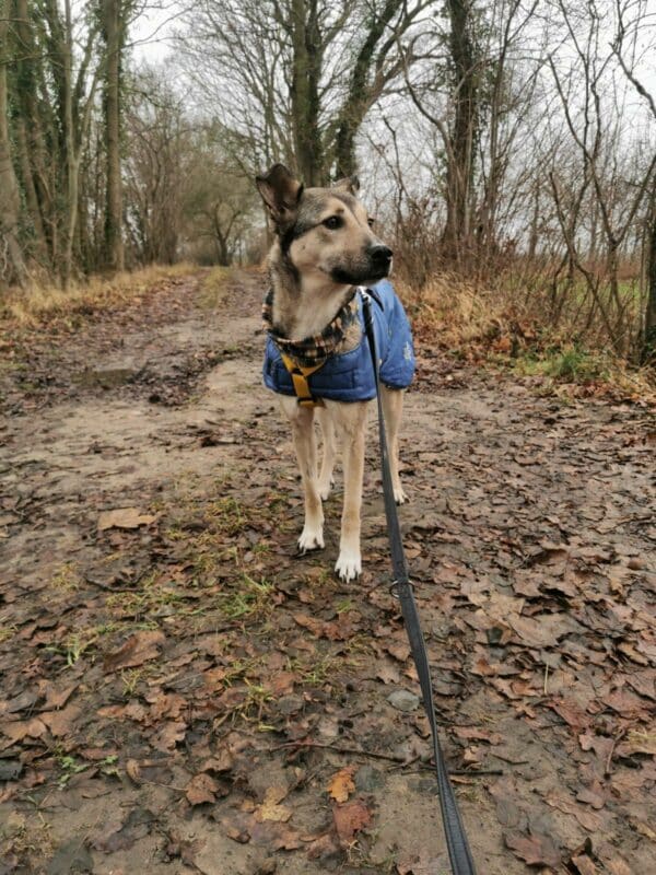 Asha in 18311 Ribnitz Damgarten *vermittelt* – Bild 8